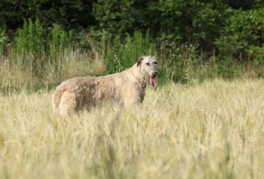 Doğada şaşırtıcı İrlandalı wolfhound ayakta