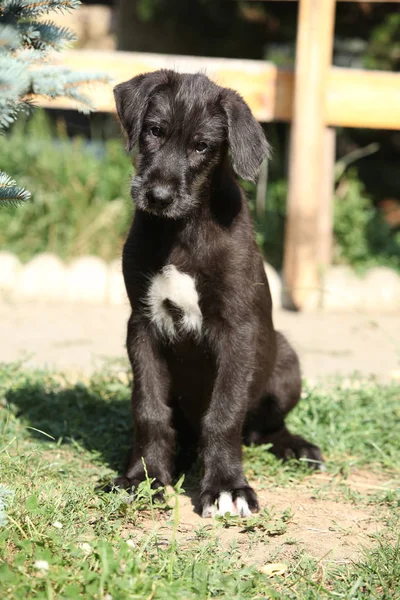 Filhote de cachorro de cão de lobo irlandês olhando para você — Fotografia de Stock