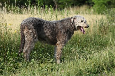 Şaşırtıcı İrlandalı wolfhound ayakta yalnız