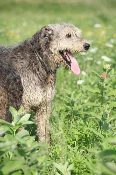 Geweldige Ierse wolfshond op groene veld — Stockfoto