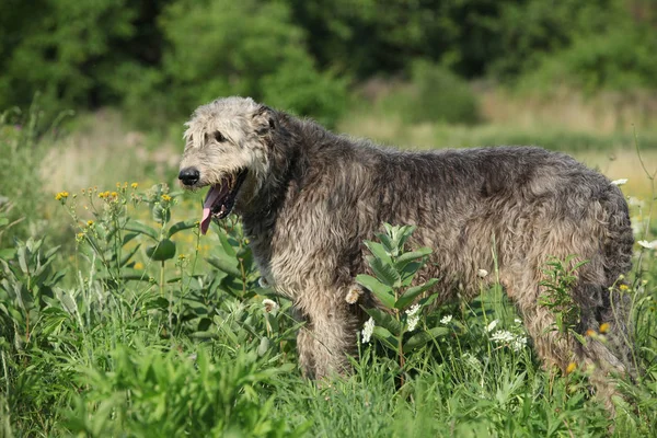 Amazing irish wolfhound standing alone — Stock Photo, Image