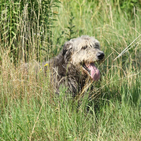 Amazing irish wolfhound lying — Stock Photo, Image