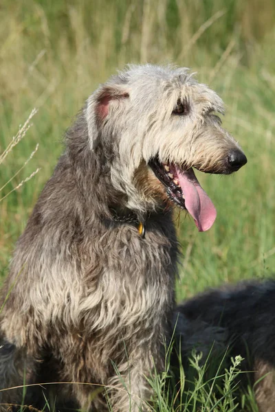 Portrait of amazing irish wolfhound — Stock Photo, Image