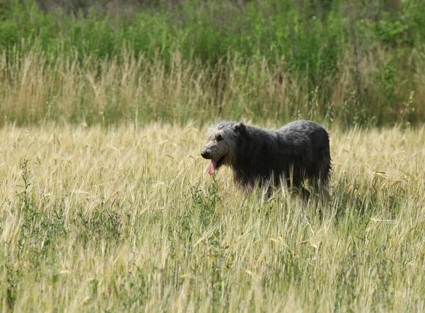 Geweldige Ierse wolfshond staande in de natuur — Stockfoto