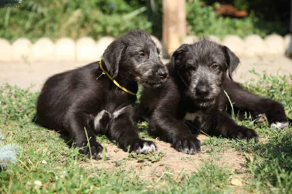 Incredibili cuccioli di lupo irlandese — Foto Stock