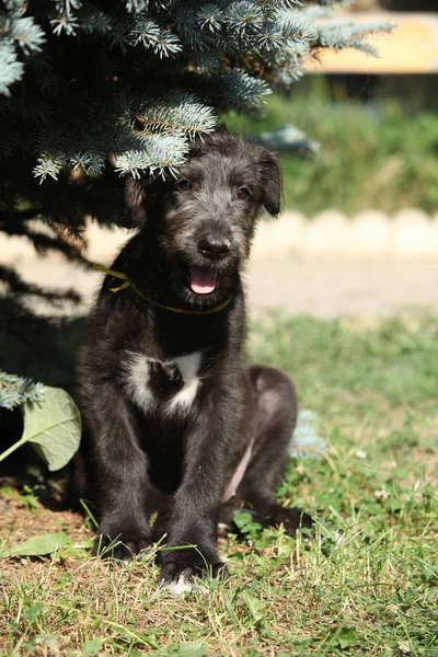 Amazing puppy of irish wolfhound sitting under a tree — Stock Photo, Image