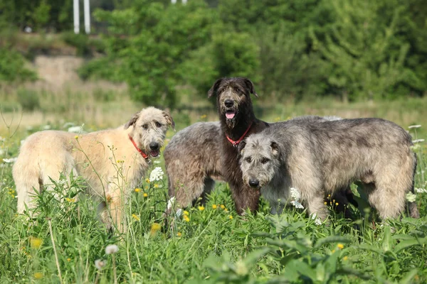 Amazing irish wolfhound in nature — Stock Image Amazing irish wolfhound in nature Stock Photo