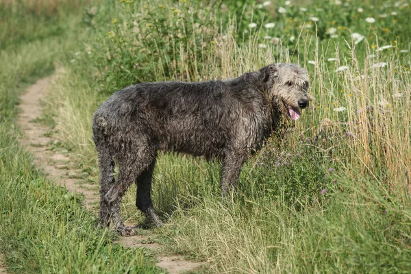 Amazing irish wolfhound standing in nature — Stock Image Amazing irish wolfhound standing in nature Stock Picture