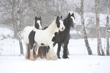 Kışın çalışan güzel İrlandalı koçanı