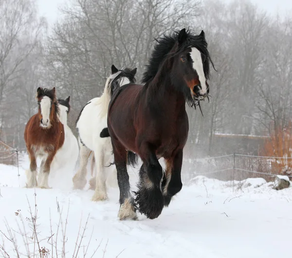 Schöne irische Kolben laufen im Winter — Stockfoto