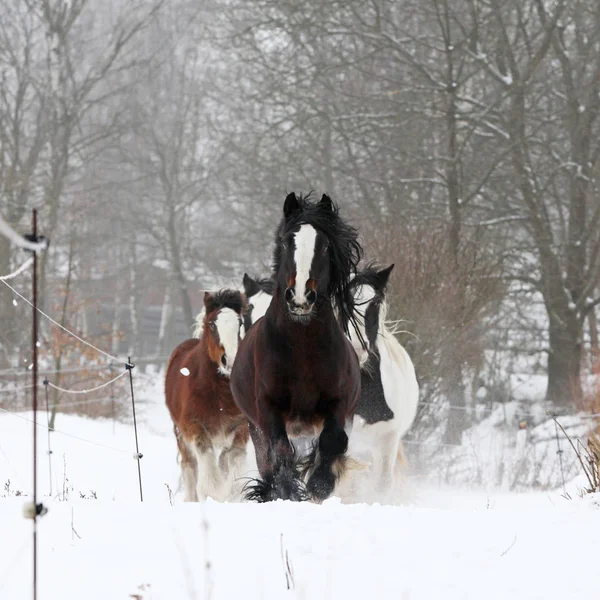 Bonitas mazorcas irlandesas corriendo en invierno — Foto de Stock