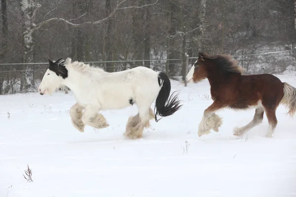 Nice irish cobs running in winter — Stock Photo, Image