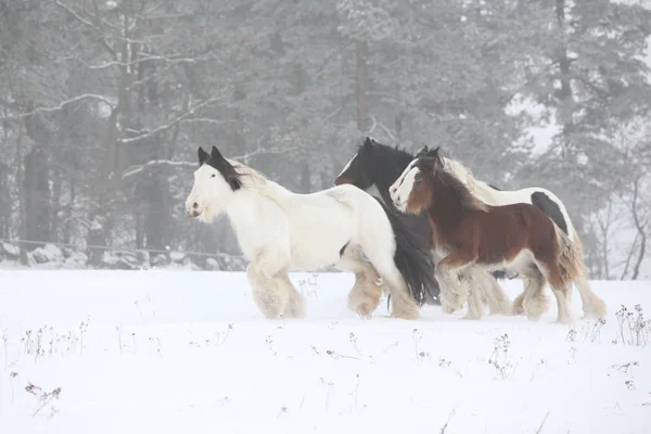 Lindas espigas irlandesas correndo no inverno — Fotografia de Stock