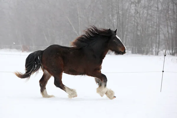 Erstaunliche irische Kolben laufen im Schnee — Stockfoto