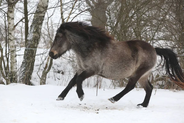Удивительный пони бегает по снегу — стоковое фото