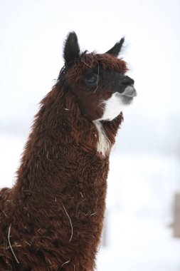Kışın çok güzel Lama