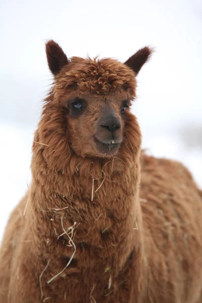 Adorable llama in winter — Stock Photo, Image