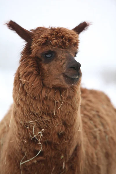 Adorable llama in winter — Stock Photo, Image