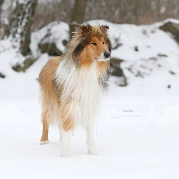 Collie jovem no inverno — Fotografia de Stock