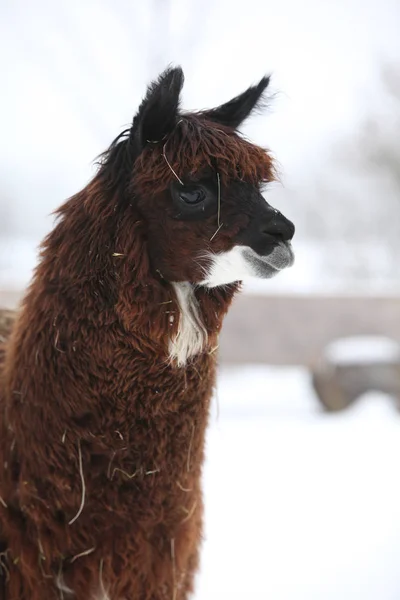 Adorable llama in winter — Stock Image Adorable llama in winter Stock Picture