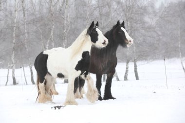Kışın çalışan güzel İrlandalı koçanı