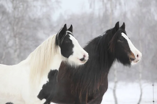 Due pannocchie irlandesi in inverno — Foto Stock