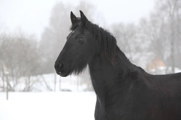 Дивовижна ченська кобила взимку — стокове фото
