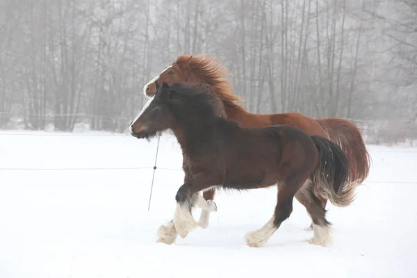 Nice irish cobs running in winter — Stock Photo, Image