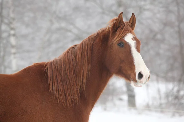 Porträtt av fina kastanj häst i vinter — Stockfoto
