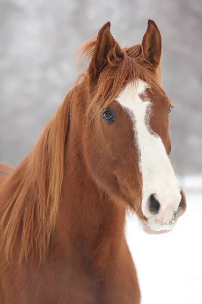 Portrait of nice chestnut horse in winter — Stock Photo, Image