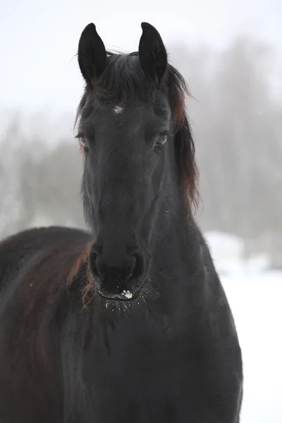 冬の驚くべきフリージアン馬 — ストック写真