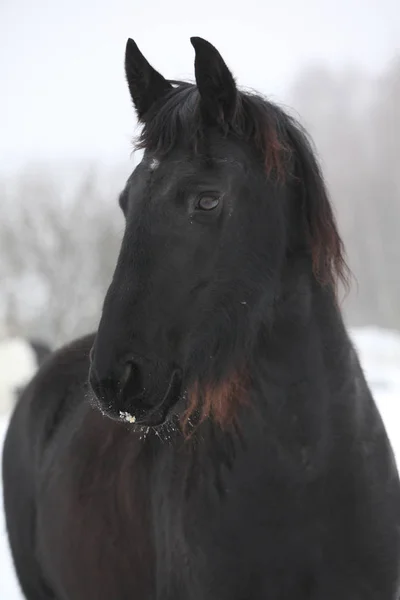 Amazing friesian mare in winter — Stock Photo, Image