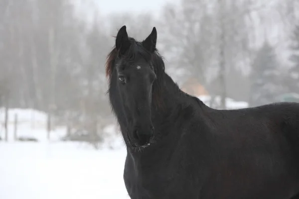 Amazing friesian mare in winter — Stock Photo, Image