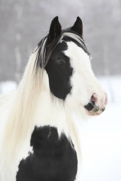 Trevlig irländsk cob på vintern — Stockfoto