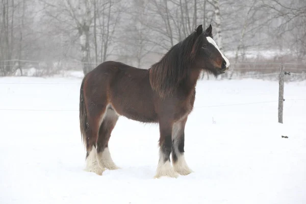 Bella pannocchia irlandese in inverno — Foto Stock