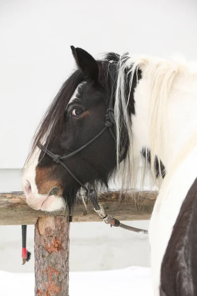 Nice irish cob in winter — Stock Photo, Image