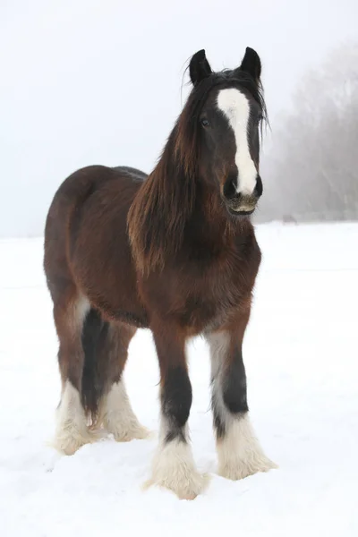Nice irish cob in winter — Stock Image Nice irish cob in winter Stock Picture