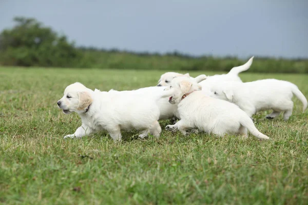 Hermoso grupo de cachorros golden retriever corriendo —  Fotos de Stock