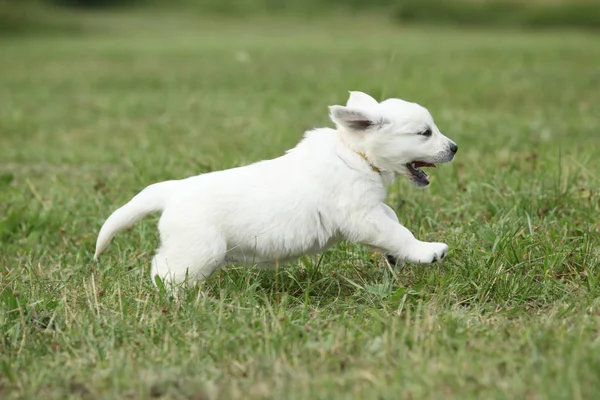 Golden retriever puppy running — Stock Photo, Image