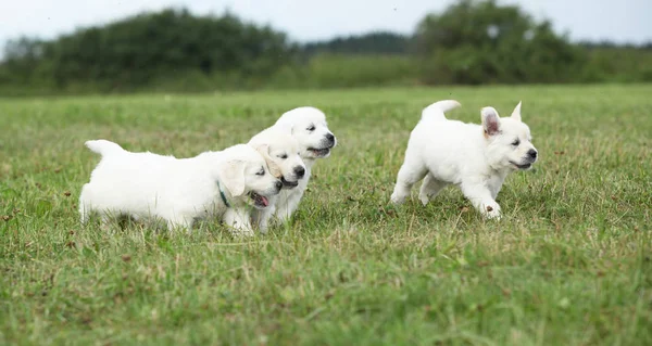 Hermoso grupo de cachorros golden retriever corriendo —  Fotos de Stock