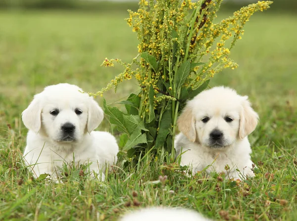 两只漂亮的金色猎犬小狗 — 图库照片