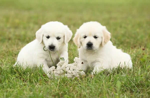 Zwei wunderschöne Golden Retriever Welpen — Stockfoto