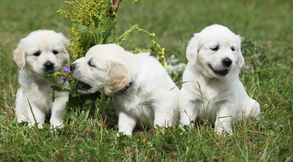 Amazing group of golden retriever puppies — Stock Photo, Image