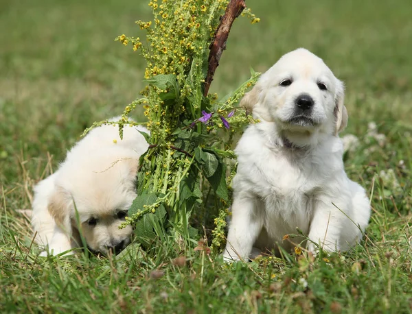 Two beautiful golden retriever puppies — Stock Photo, Image