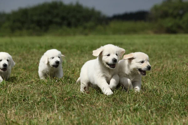 Beautiful group of golden retriever puppies running — Stock Photo, Image