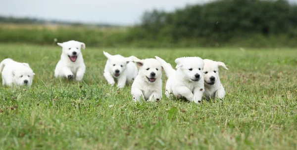 Beautiful group of golden retriever puppies running — Stock Image Beautiful group of golden retriever puppies running Royalty Free Stock Photos