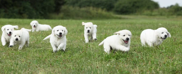 Beautiful group of golden retriever puppies running — Stock Image Beautiful group of golden retriever puppies running Royalty Free Stock Photos
