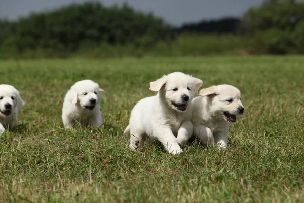 Beautiful group of golden retriever puppies running — Stock Image Beautiful group of golden retriever puppies running Royalty Free Stock Images