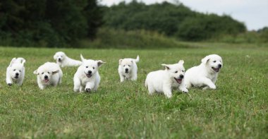 Golden retriever Puppies çalışan güzel grup