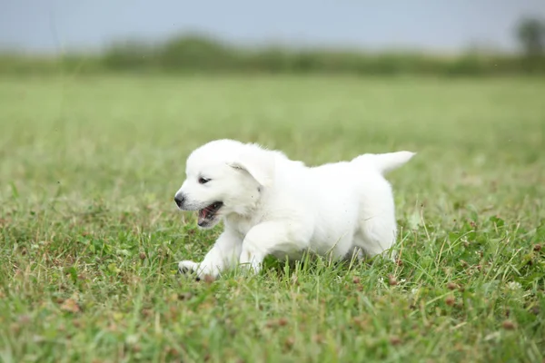 Golden retriever puppy running — Stock Photo, Image